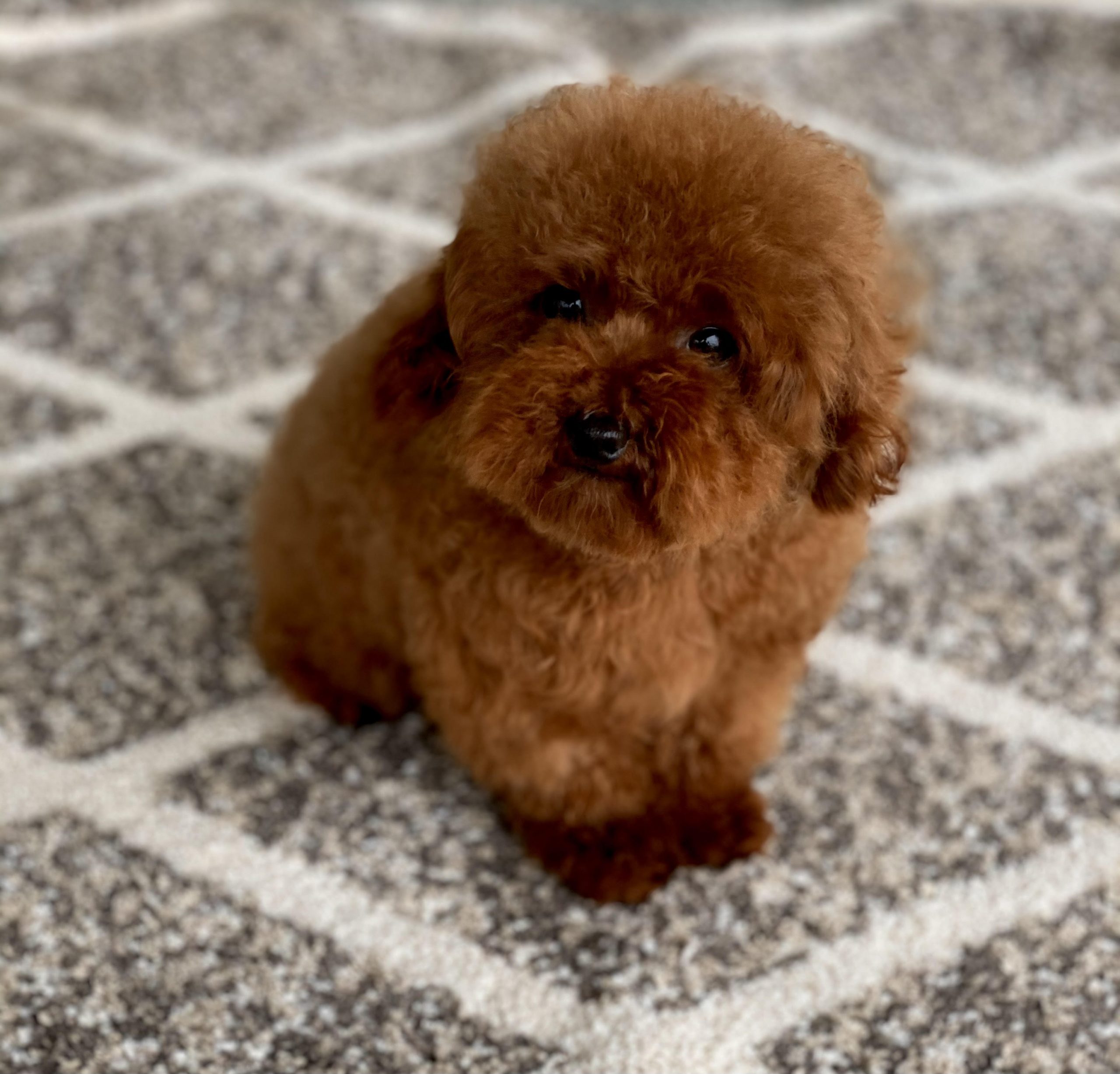 Ted