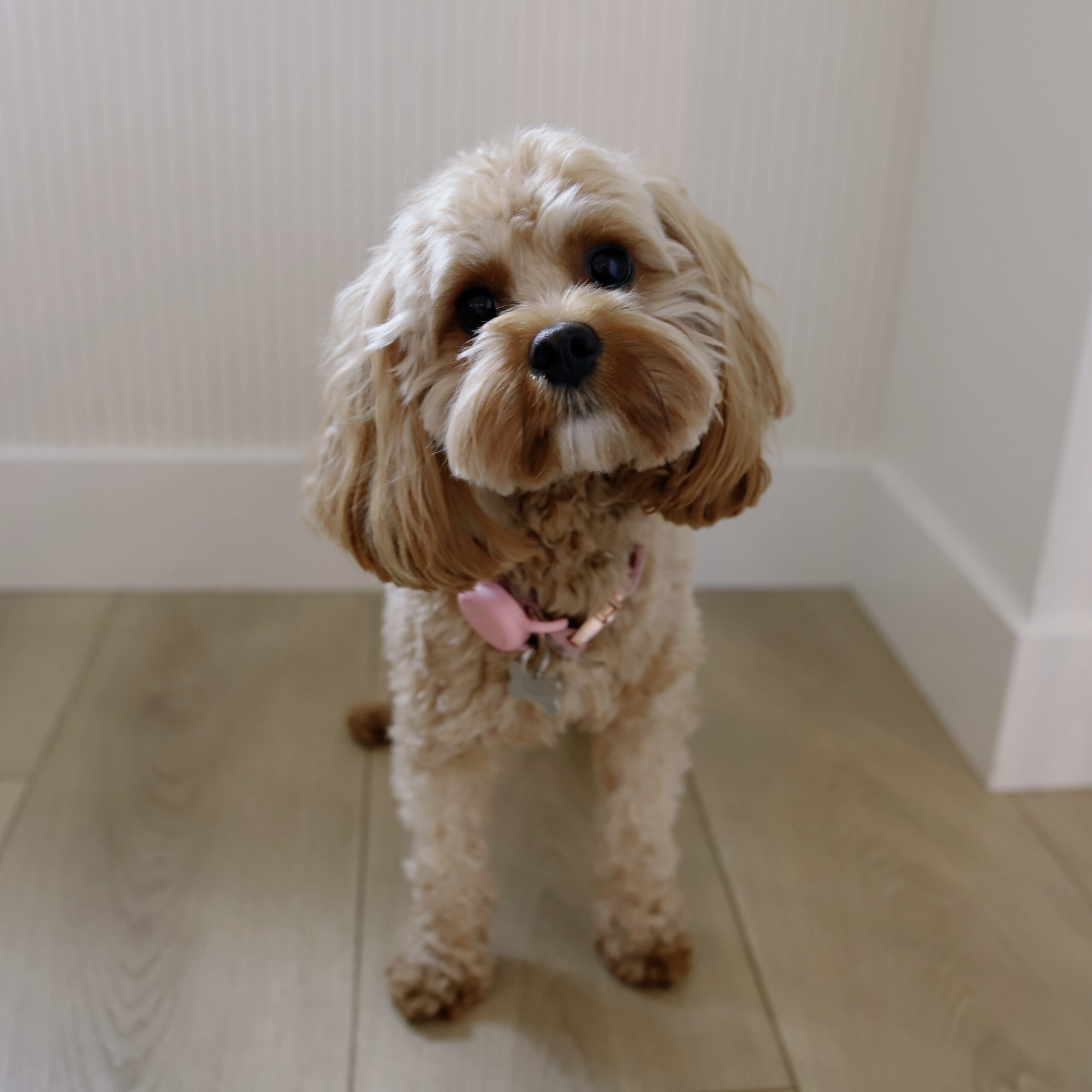 Sammy